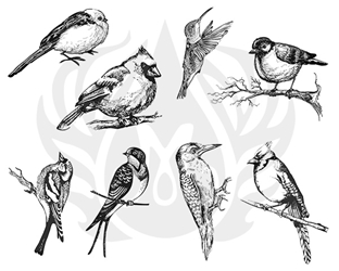 Aviary - Small Birds 