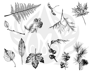 Botanical - Leaves 