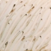 Amaco, River Birch - PCF-74 Pint