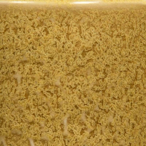 Coriander 