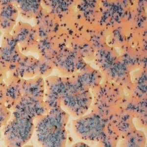 Speckled Flux Crawl 