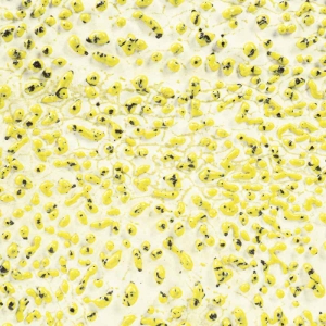 Speckled Yellow Crawl 