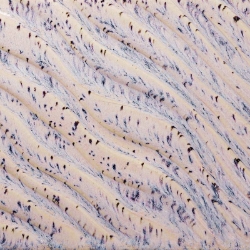 AMACO Aurora Breeze ceramic glaze