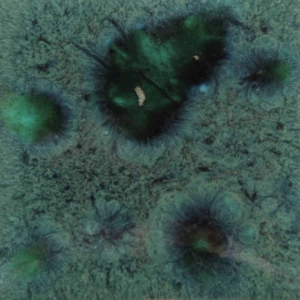 PEACOCK GREEN 